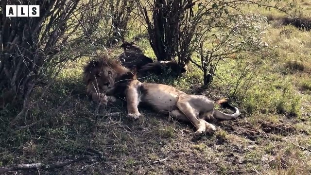Abandoned! Weak Old Lion and What Happen Next for King Lion - Animal Documentary Wildlife Secrets