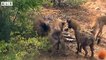Old Leopard kill by Hyenas - Animal Documentary   Wildlife Secrets