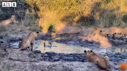 Very Hungry! Leopard Risked Hunt in Swamp - Animal Documentary   Wildlife Secrets