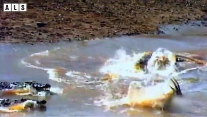 Lucky! Zebra Escaped Death after Crocodile Attacked and What Happen Next in Nature, Wildlife Secrets