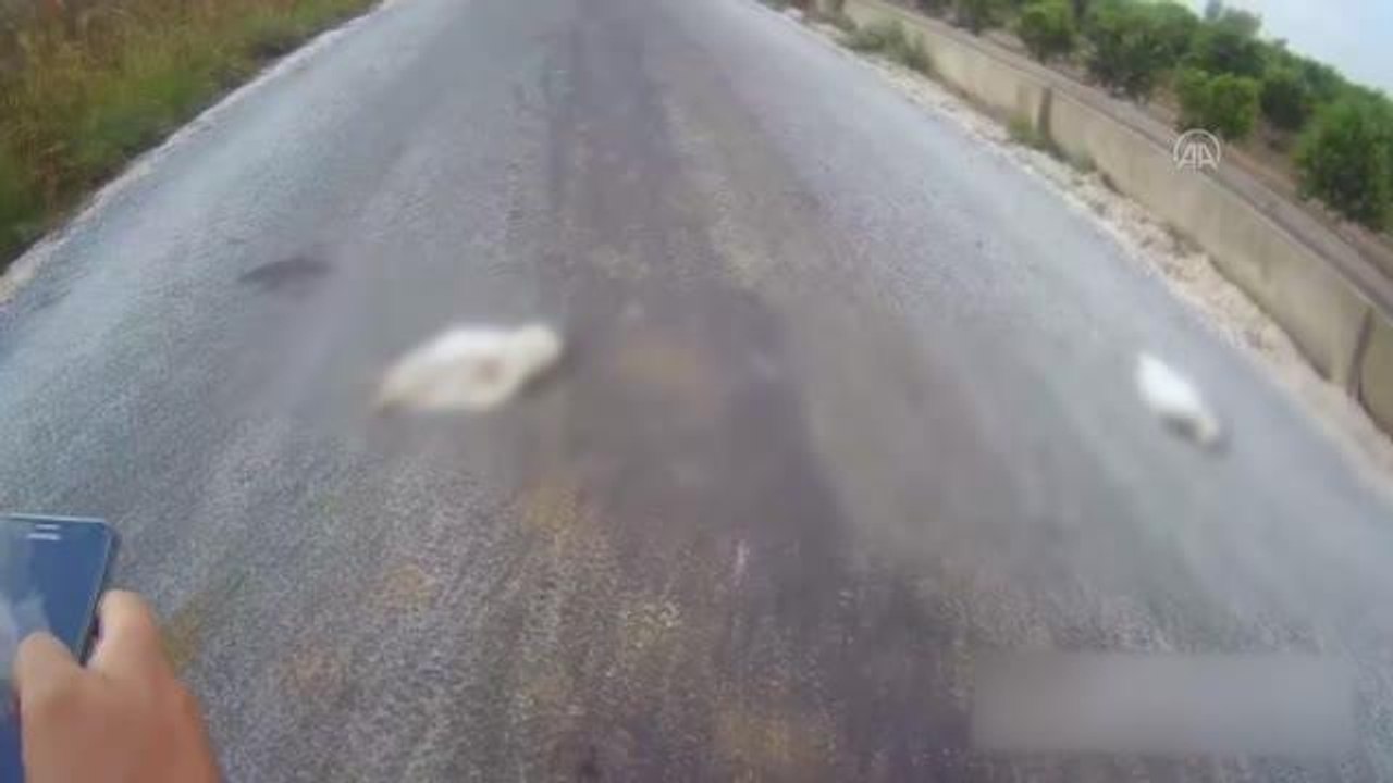 Mersin haber: MERSİN -Tarsus'ta çiftçinin kayıp kazları telef olmuş halde bulundu