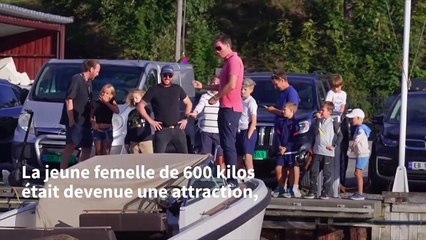 Norvège: Freya, le morse vedette d’Oslo a été euthanasié