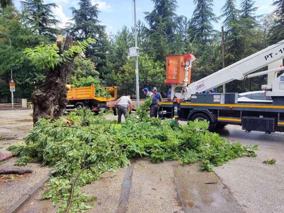 Çürük ağaç kırılarak seyir halindeki otomobilin üzerine düştü