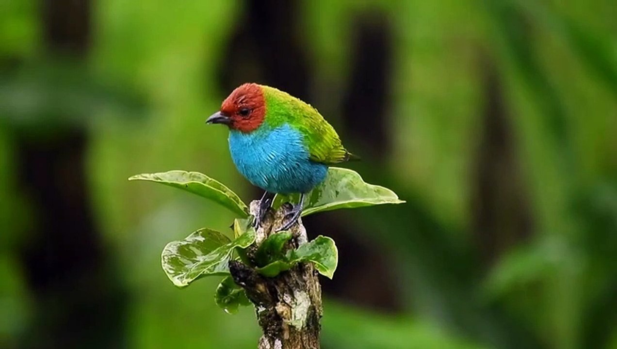 Amazing bird video 