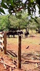 Mais de mês depois do sumiço, Boi Fumaça volta para casa