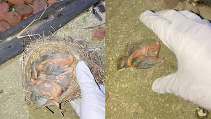 Boy with a heart of gold helps out baby birds who had fallen from their nest