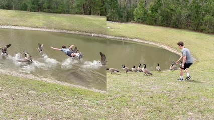 The gaggle of geese flies out of the pond as soon as a man jumps in to swim with them
