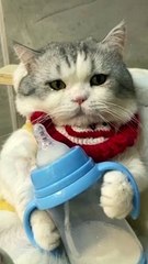 Animals Videos Funny Animals Fun More