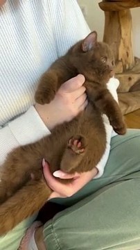 Funny Animals Fun More Tranding Animals Videos