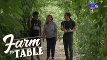 Farm to table: Visiting K-D Natures farm in Nueva Ecija