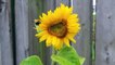 A wee bee getting pollen from a sunflower
