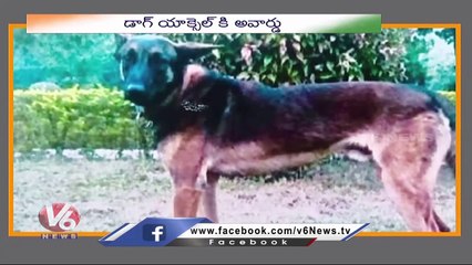 Brave Army Dog Axel Honored With Gallantry Awards |  Independence Day  | V6 News (1)