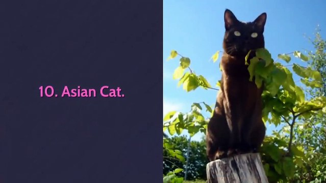 All 98 breeds cats in the world