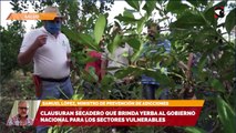 Secadero de yerba mate clausurado en misiones por exceso de palo