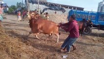 Cow unloading, Cow video, Cow videos, unloading, Cow farm in Bangladesh