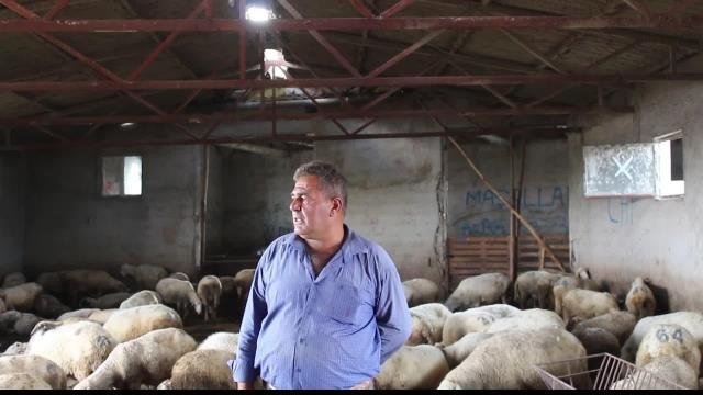 Afyon gündem haberleri | Afyonkarahisarlı Besici: Hayvanlarımı Doyuramaz Duruma Geldim. Satacağım, Kimse Almıyor