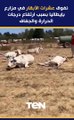 نفوق عشرات الأبقار في مزارع بإيطاليا بسبب ارتفاع درجات الحرارة والجفاف