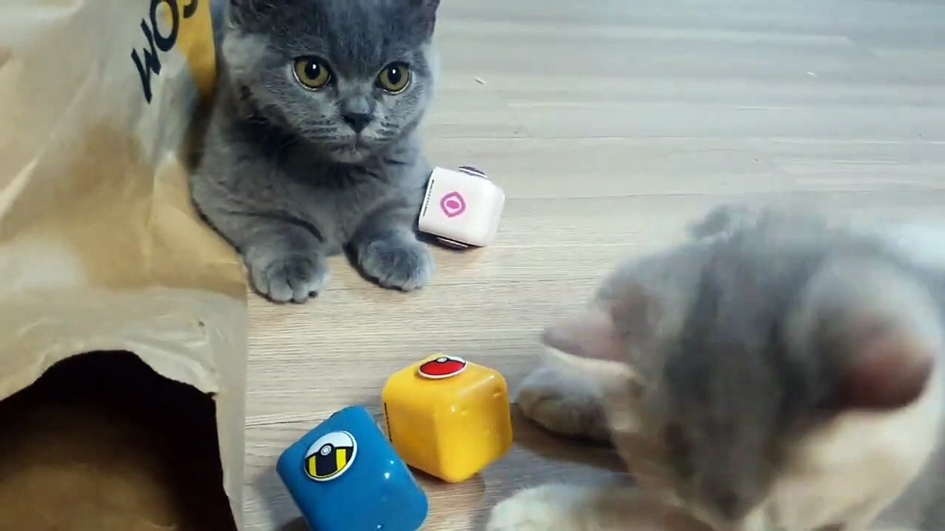 ⁣Amazing Animals Videos Funny Animals Videos Funny Animals Videos