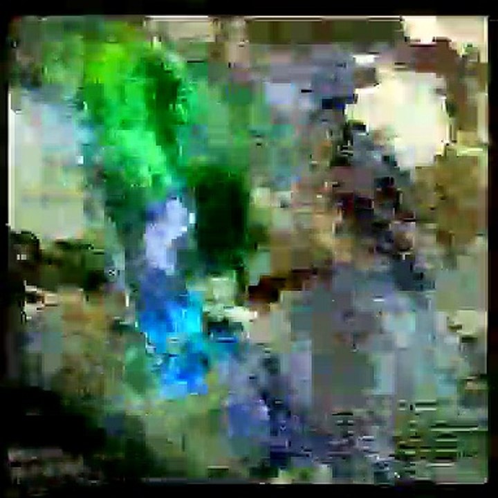 Cat video