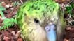 L'incroyable renaissance du kakapo en Nouvelle-Zélande