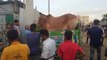 Qurbani  Cow Unloading | River Site Cow Unloading Video 2022