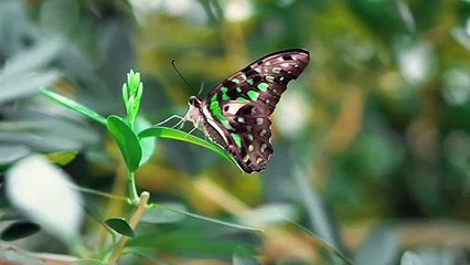 20 most beautiful different types of butterfly