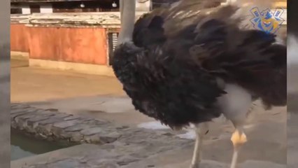 Funny animal attack. 99% try very hard to not laugh.