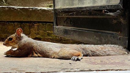 Squirrels are 'splooting' to beat the heat