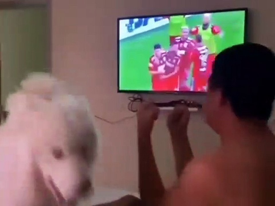 Flamengo cão