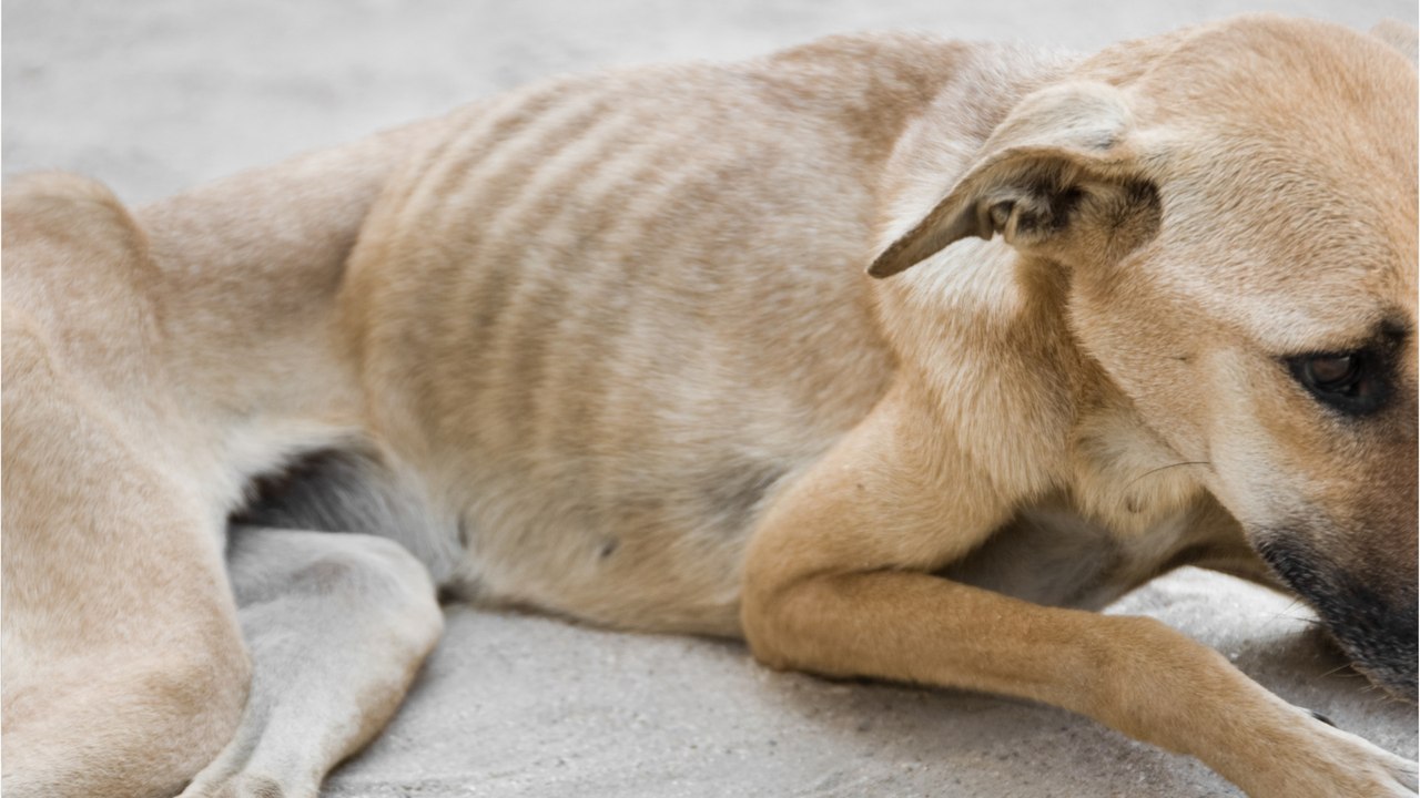 An abandoned and extremely emaciated dog with n...