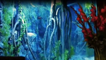 Die Aquarium-Profis Staffel 1 Folge 3 HD Deutsch