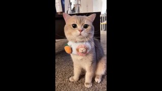 Cute Cats' Talktive Daily - Cash _ Euro Tiktok Compilation - meow_cash