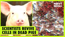 Scientists revive cells in dead pigs  | NEXT NOW