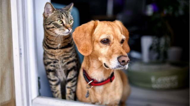 Cats rule, dogs drool? 5 things cats can do better than dogs