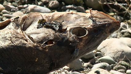 Allemagne : l'assèchement du Rhin perturbe le transport de marchandises