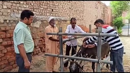 19000 cows suffering from lumpy skin, demand to increase grant