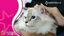 Lucunya Kontes Kucing Kesayangan ala Fashion Show