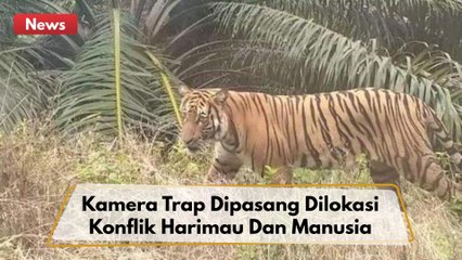 BBKSDA Pasang 7 Kamera Trap Pasca Konflik Harimau Sumatera Dan Manusia !!