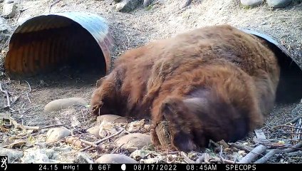 Bear Climbs Into Culvert Pipe