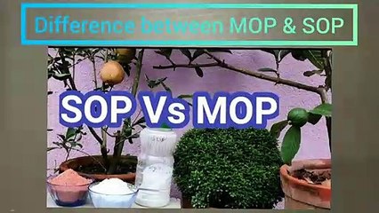 Difference Between MOP & SOP_| Chemical Composition Of MOP & SOP_| Plant and Diseases Agriculture