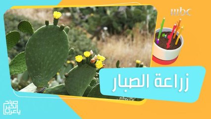 زراعة الصبار واهم فوائده