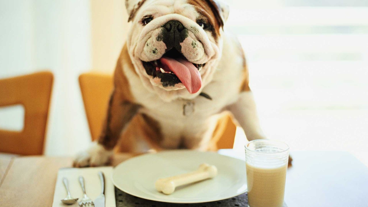 Oft gefragt: Dürfen Hunde Milch trinken?