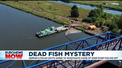 ‘Nothing was done for 17 days’: Polish government under fire for handling of River Oder crisis