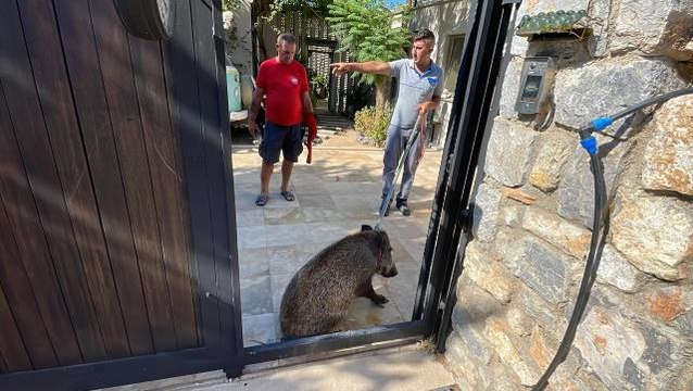 Muğla haber: Bodrum'da evin bahçesine giren yaralı yaban domuzu bayıltılarak yakalandı