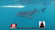 #KuyaKimAnoNa?: Ang whale sharks ay cold-blooded at humihinga sa pamamagitan ng kanilang hasang; itinuturing na pinakamalaking isda sa buong mundo | 24 Oras