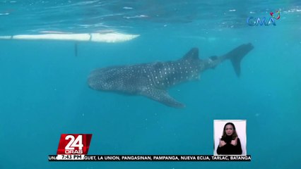 #KuyaKimAnoNa?: Ang whale sharks ay cold-blooded at humihinga sa pamamagitan ng kanilang hasang; itinuturing na pinakamalaking isda sa buong mundo | 24 Oras