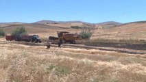 Kırşehir gündem haberi | Kırşehir'de 375 bin ton arpa, 200 bin ton buğday hasat edildi