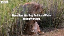 Really Busy! It's Really Life of a King - Animal Funny Video   Wildlife Secrets