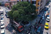 Bahçelievler Belediyesi hastalık tespit edilen 2 asırlık sakız ağacını tedavi ediyor
