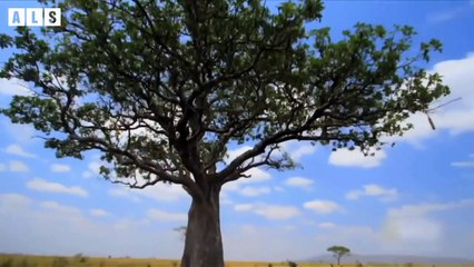 Lion Stalking Zebra and What Happen Next - Animal Documentary   Wildlife Secrets